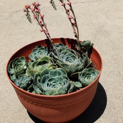 Pot Of Succulents