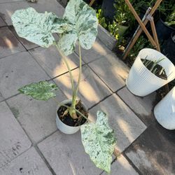 Rare Alocasia