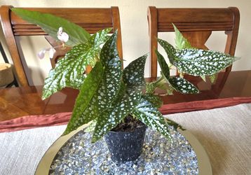 🌸🌸Begonia Maculata Double Dot🌿🌿