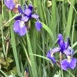 Purple Iris Plants