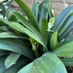 Clovia Potted Flowers 