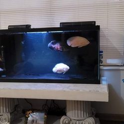 Fish Tank Accessories and more...