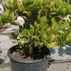 Jade Succulent In Half Gallon Bottle