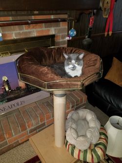 Homemade Custom cat stand