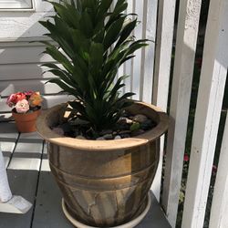 Various potted plants 