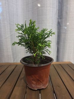 Small Potted Evergreen Conifer Plant