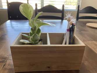 Variegated Peperomia plant with pen holder