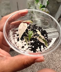Alocasia Pink Bambino