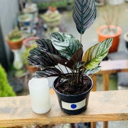 Live indoor Calathea Ornata plant in a plastic nursery planter pot—firm price