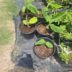 Plantas De Platanos 3gallones 2ft Tall 