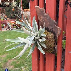 Young Veitchii Staghorn Fern On Thick Burl Wood