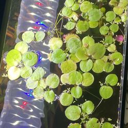 Frogbit $5 a handful
