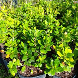 Green Island Ficus Plant 3gal 