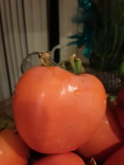 Large persimmons. 50 cents each
