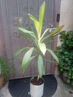 planta de adentro flores morada