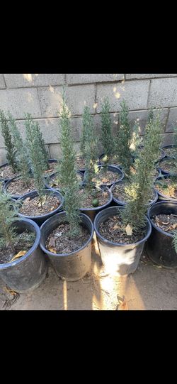 ITALIAN CYPRESS TREES 🌳 (5GL) 2FT