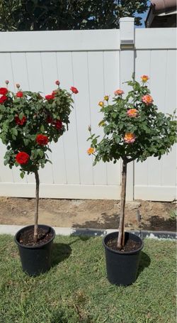 🌹 Beautiful Rose Trees for Sale – Full Bloom & Ready to Plant 🌹