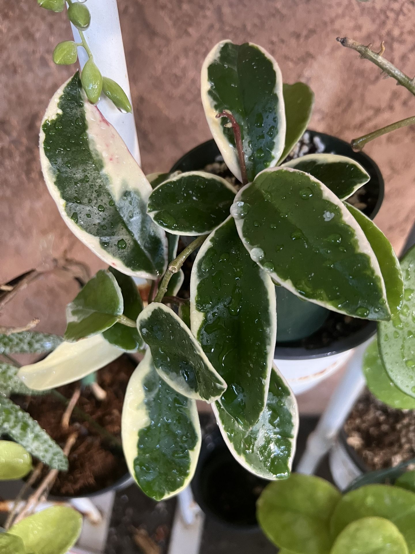 Hoya Krimson Queen