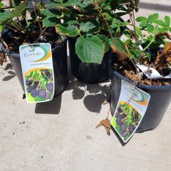 Blackberry Plants 2.5gallon Bushes 