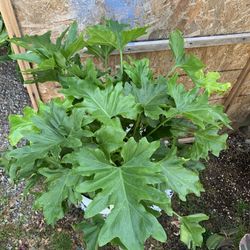 Indoor Plant 