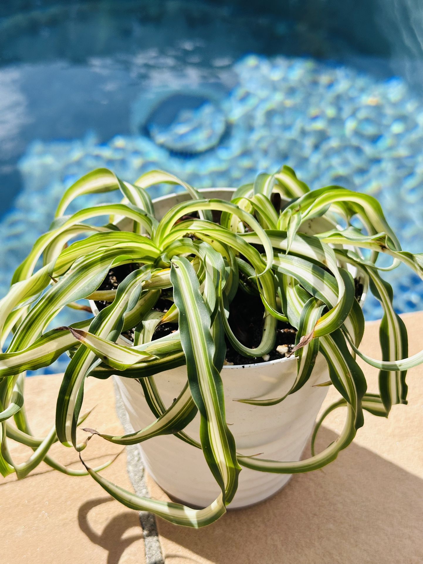 Spider Plant 'Bonnie' with white pot