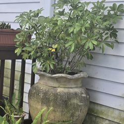 Dwarf Umbrella Tree With Pot. 