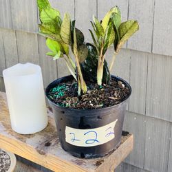 Live indoor Raven ZZ plant in a plastic nursery planter pot—firm price