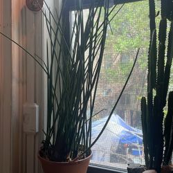 5 Foot Sansevieria mikado Snake Plant / Fernwood 