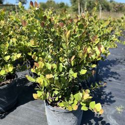 Red Tip Cocoplum Plant