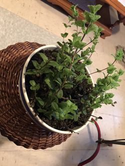 Peppermint in ceramic pot
