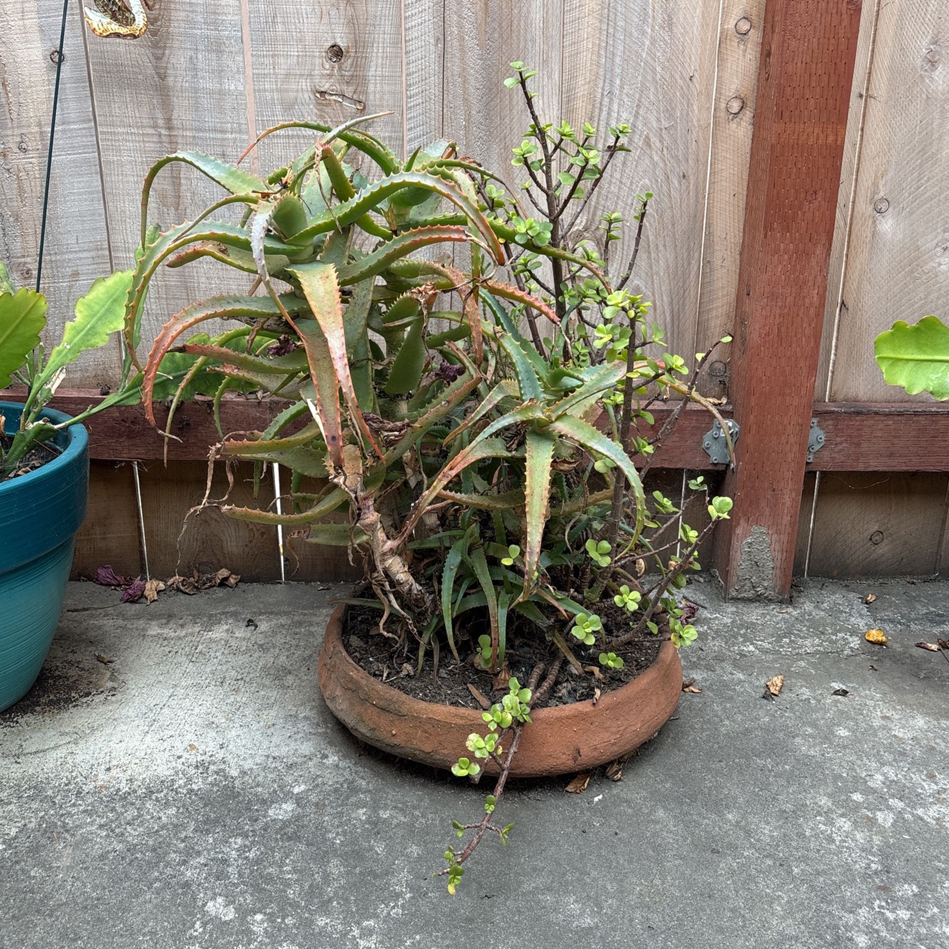 Succulents