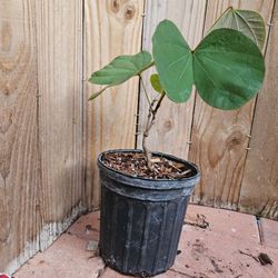 LIVE PLANT 2ft Phanera Bauhinia vahlii Maloo Creeper Camel's Foot Vine