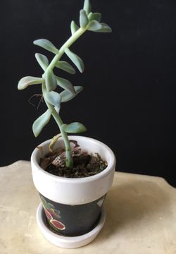 Nice plants