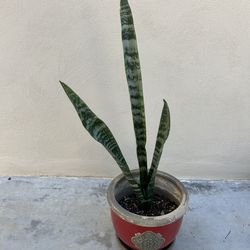 Snake Plant