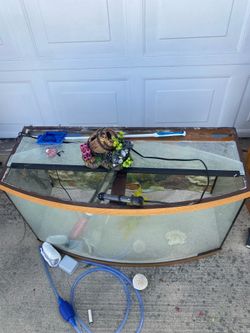 Bold fish tank