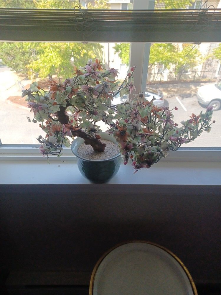 Oriental Jade Tree