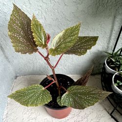 Begonia Plant 