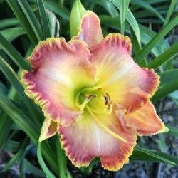 ‘Jekyll Island’ Daylily Plants