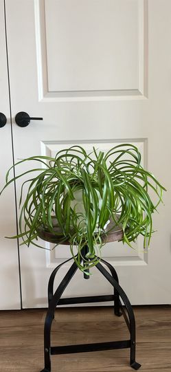 Large Spider Plant with Babies