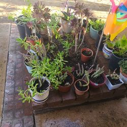 Plans Succulents 