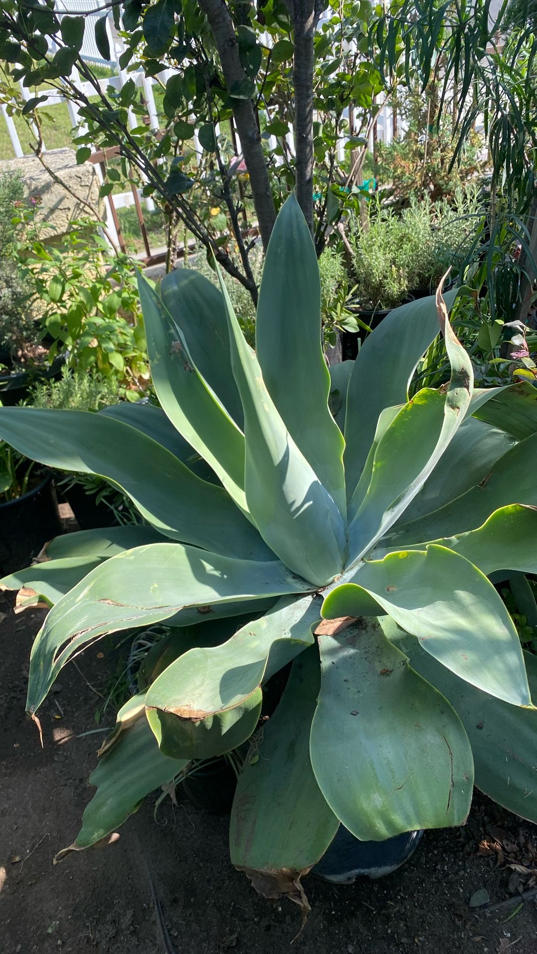 Agave Succulent 