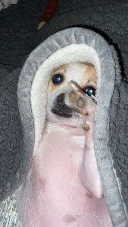 Sausage Maker For Kitchenaid 