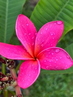 Beautiful Blooming Plumeria - vibrant pink