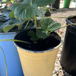 Strawberry Plants With Fruits