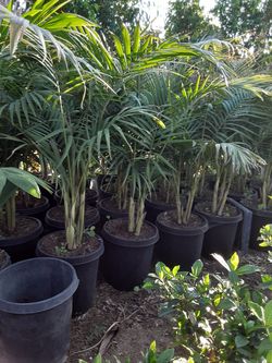 100 Palmas $60