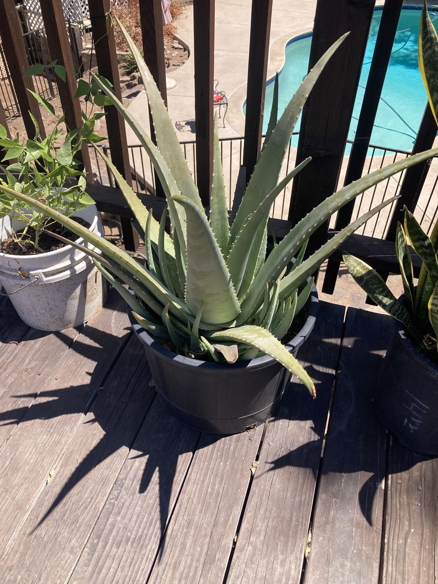 Aloe Vera Plant