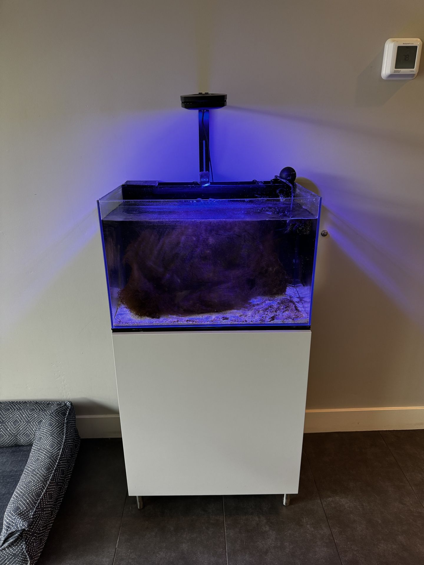 22 gallon Salt Water Fish Tank