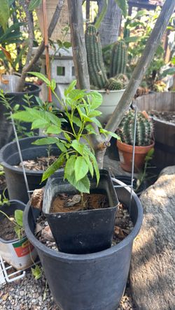 Yellow elder plant