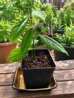 Healthy young jackfruit plant (2 Plants In 1 Pot)