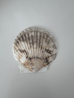 Scallop Shell #15